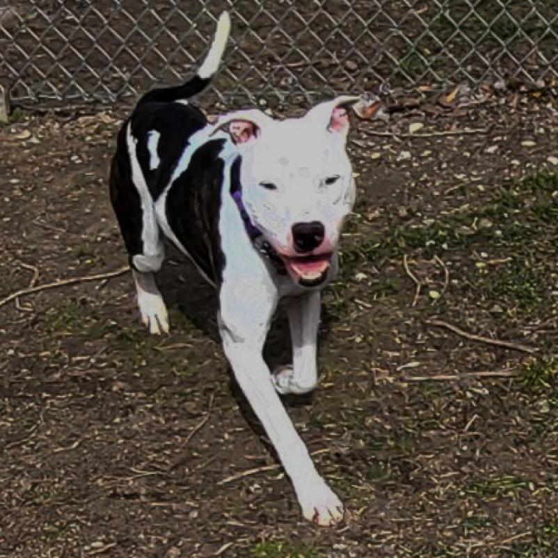 Jagger, an adoptable Pit Bull Terrier in Springfield, IL, 62702 | Photo Image 4