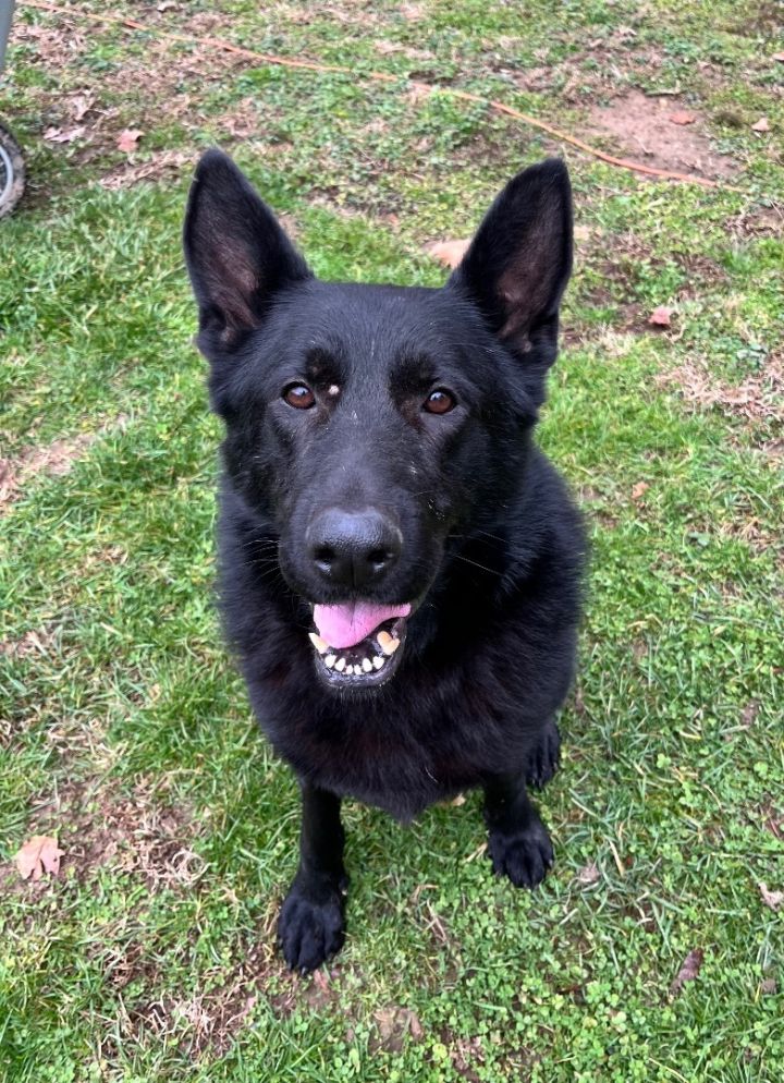 Dog for adoption - Creed, a German Shepherd Dog in Lucasville, OH ...