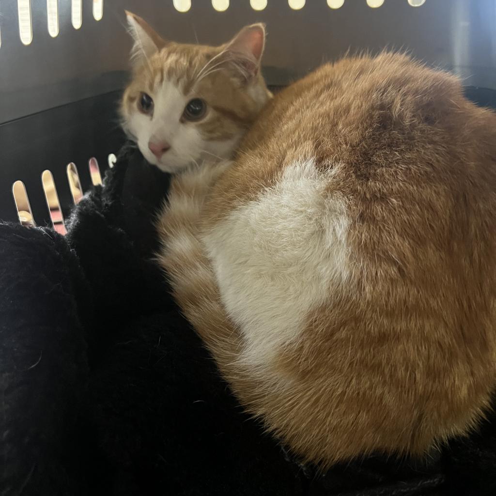 Jinx, an adoptable Domestic Short Hair in North Battleford, SK, S9A 2M7 | Photo Image 1