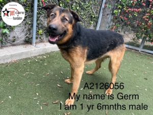 GERM German Shepherd Dog Dog