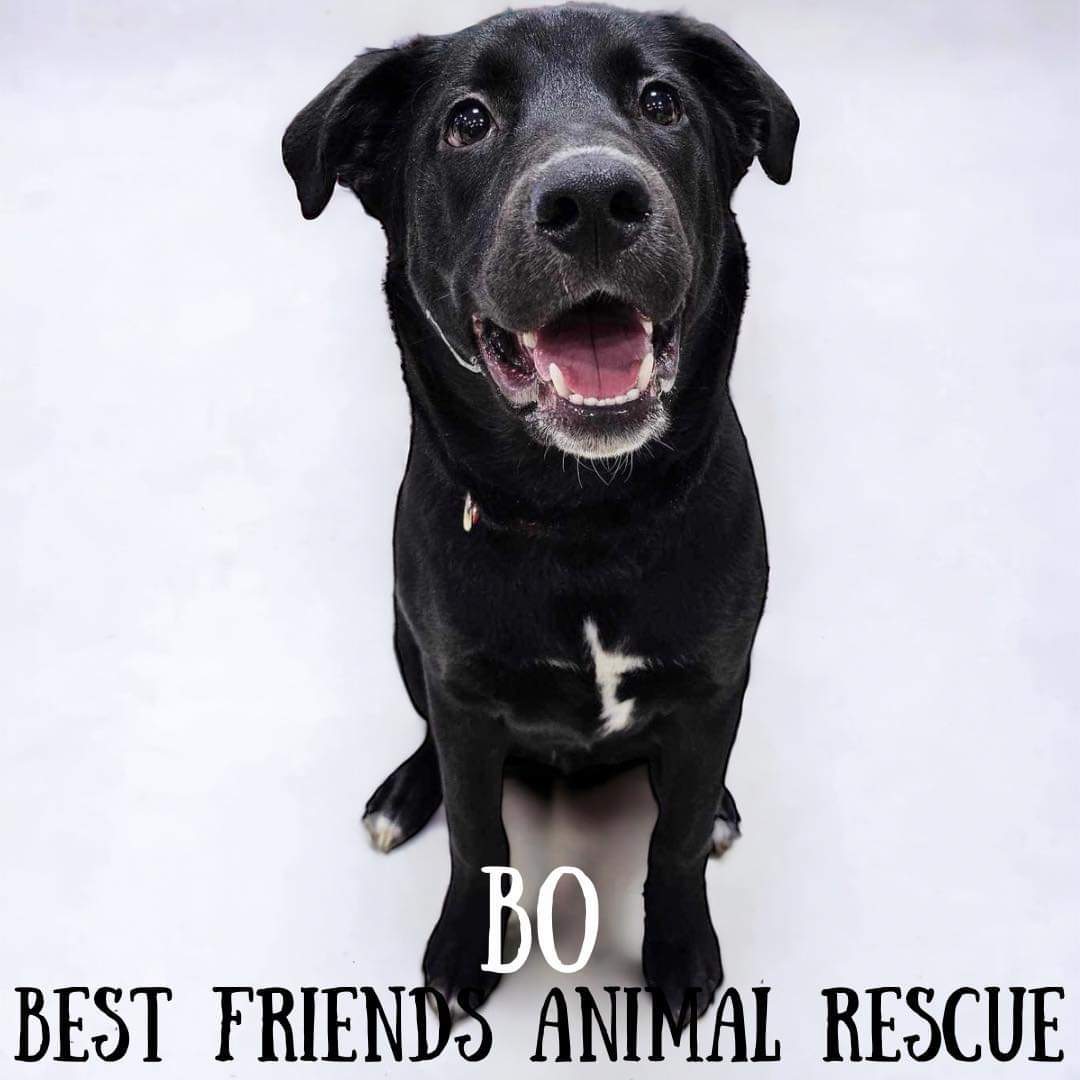 Bo, an adoptable Labrador Retriever in Wasilla, AK, 99654 | Photo Image 2