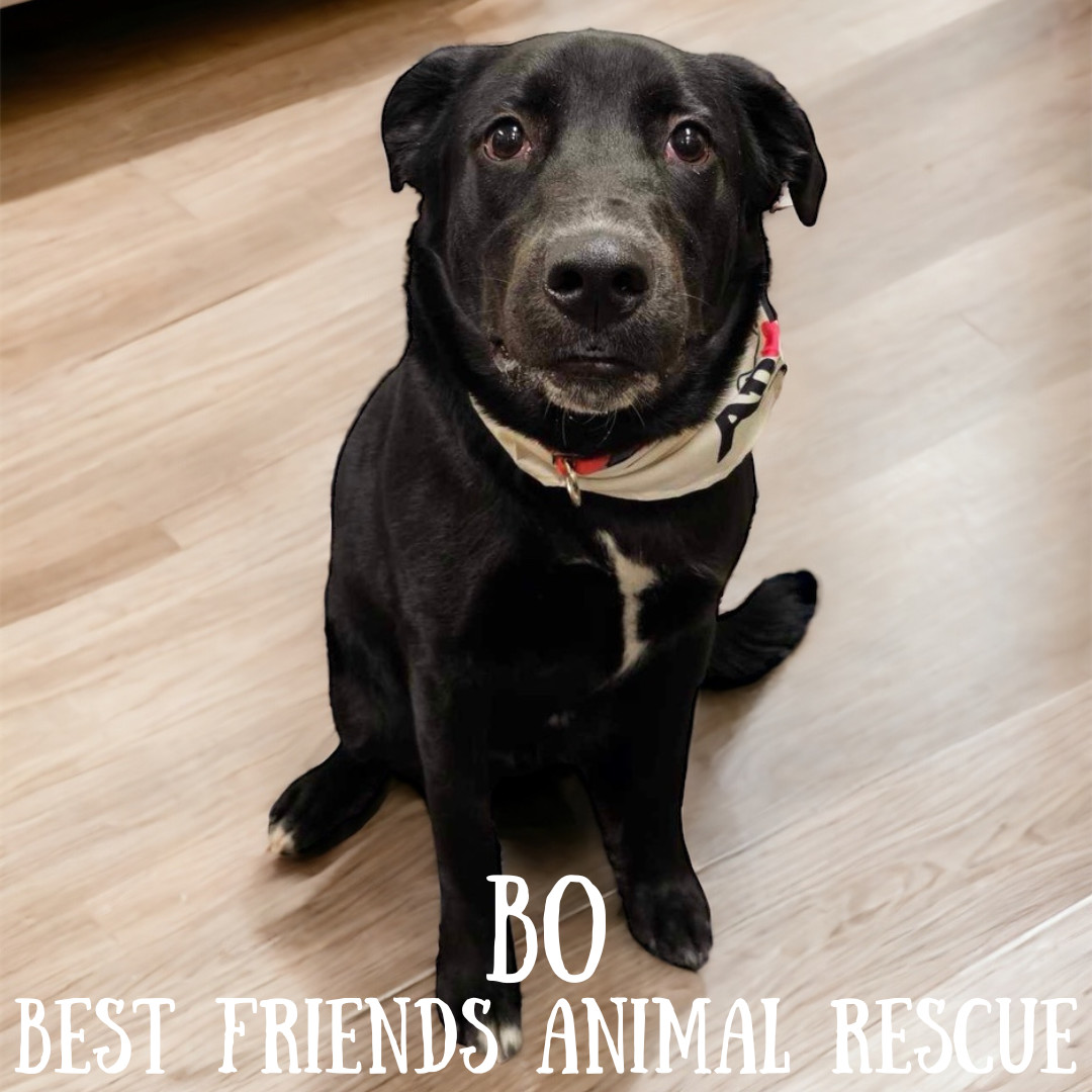 Bo, an adoptable Labrador Retriever in Wasilla, AK, 99654 | Photo Image 4