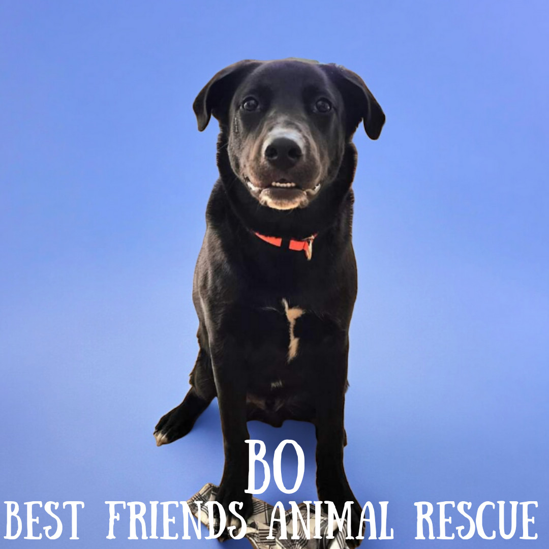 Bo, an adoptable Labrador Retriever in Wasilla, AK, 99654 | Photo Image 5