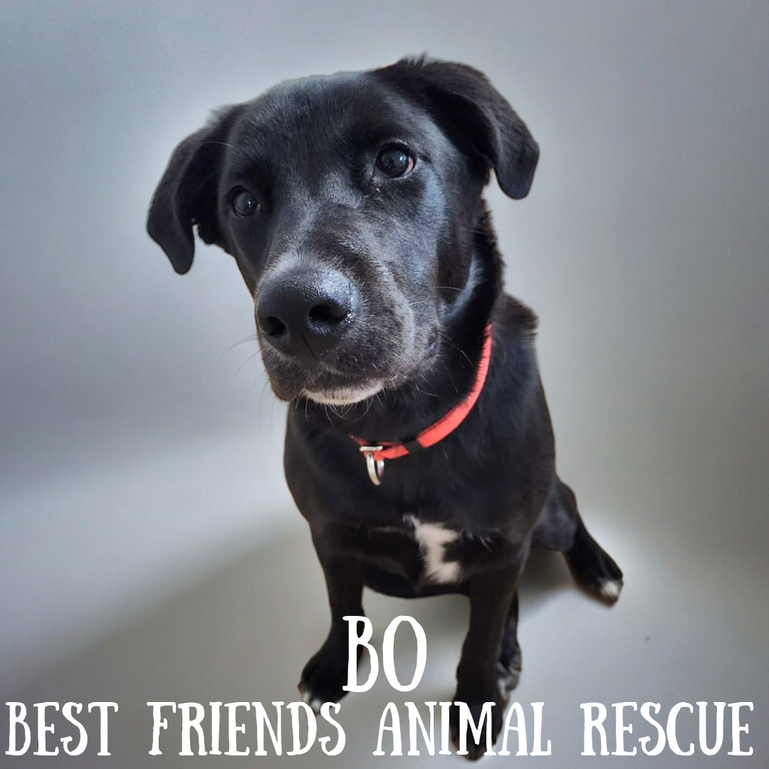 Bo, an adoptable Labrador Retriever in Wasilla, AK, 99654 | Photo Image 6