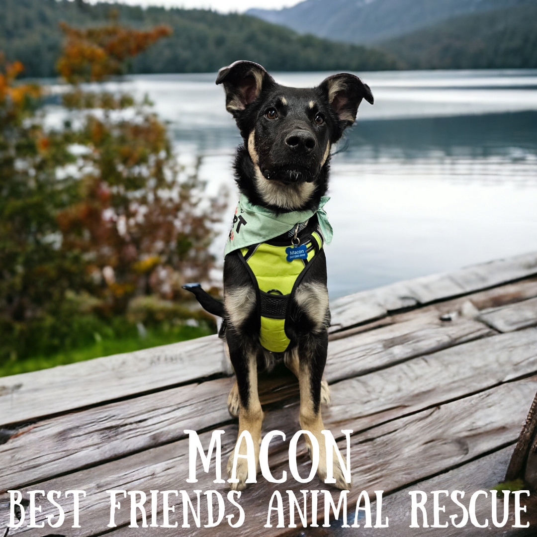 Macon, an adoptable German Shepherd Dog in Wasilla, AK, 99654 | Photo Image 1