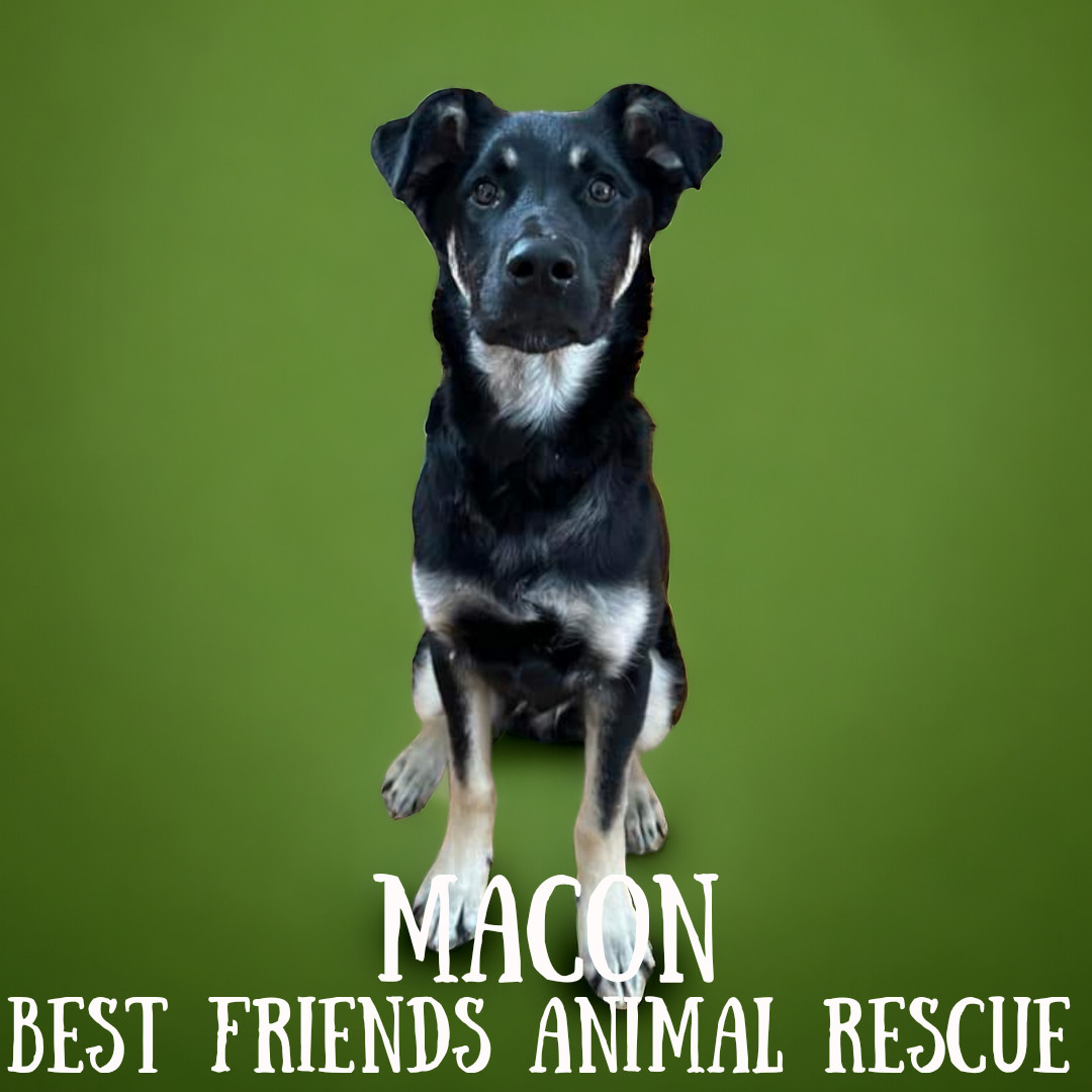 Macon, an adoptable German Shepherd Dog in Wasilla, AK, 99654 | Photo Image 2