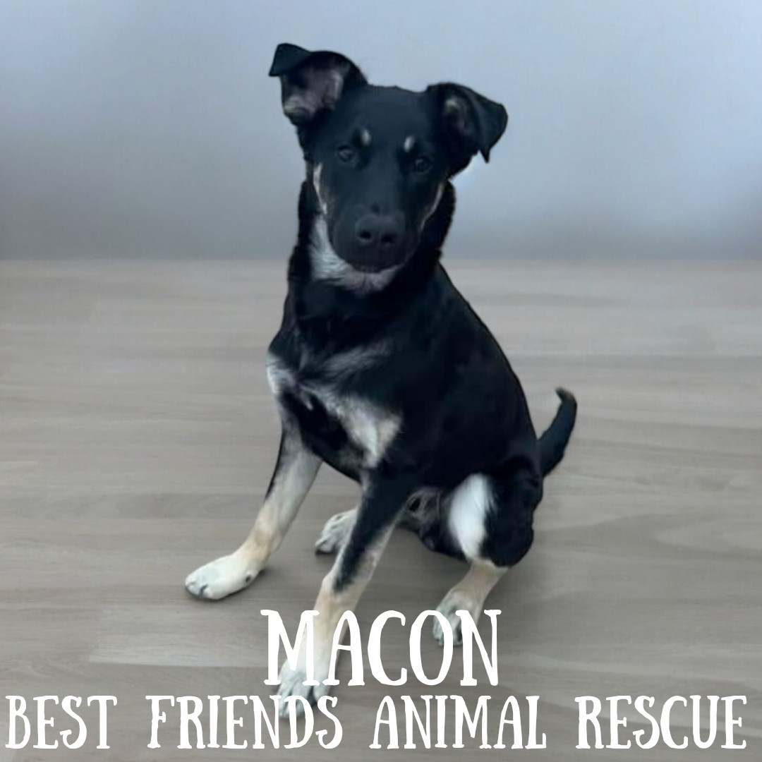 Macon, an adoptable German Shepherd Dog in Wasilla, AK, 99654 | Photo Image 3