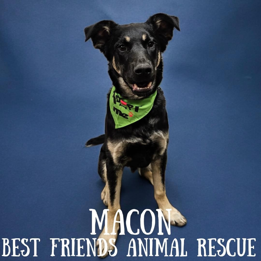 Macon, an adoptable German Shepherd Dog in Wasilla, AK, 99654 | Photo Image 4