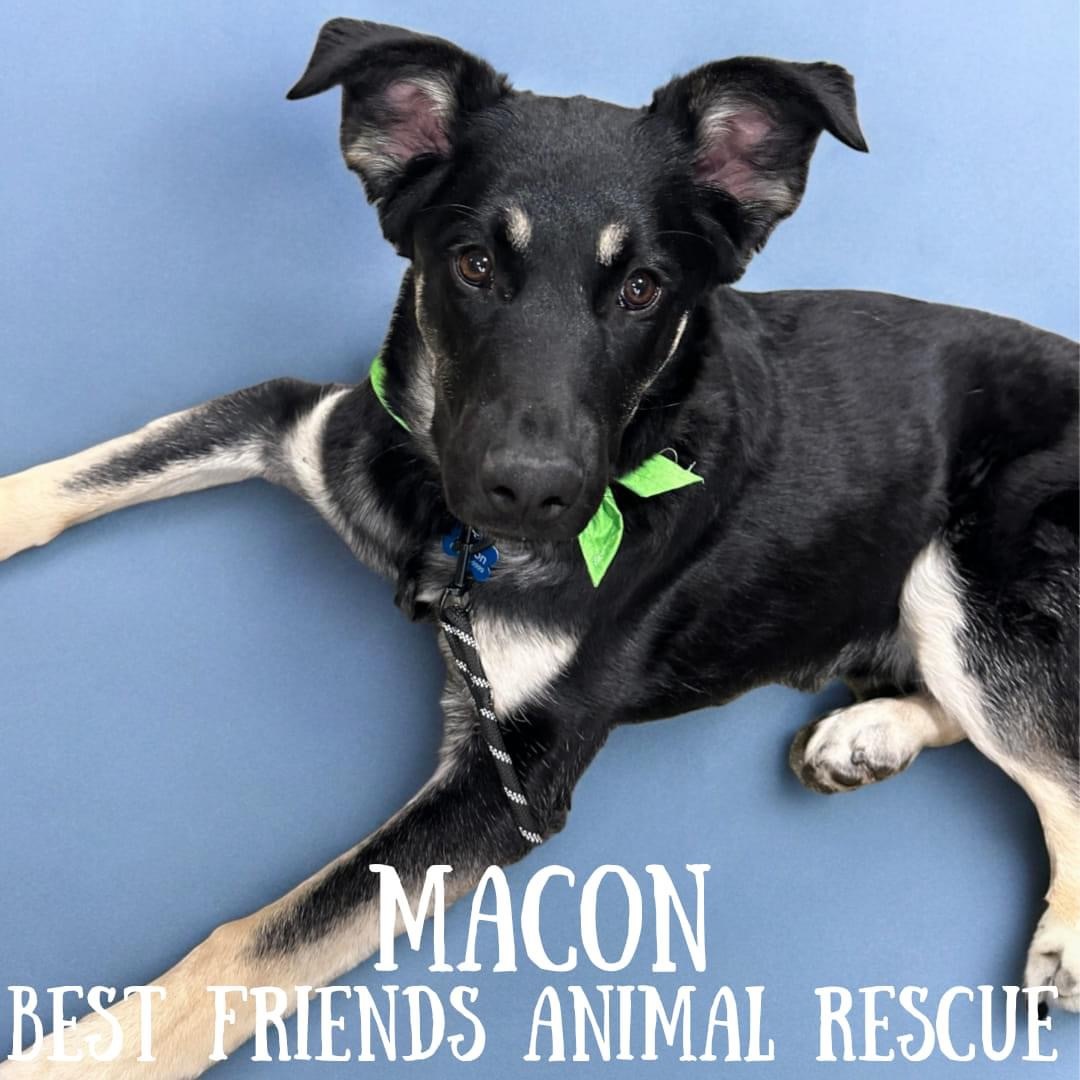 Macon, an adoptable German Shepherd Dog in Wasilla, AK, 99654 | Photo Image 5