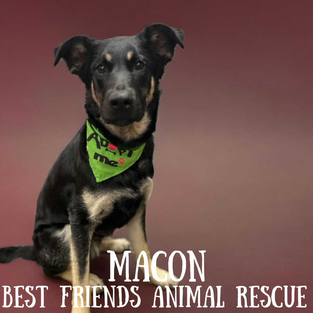 Macon, an adoptable German Shepherd Dog in Wasilla, AK, 99654 | Photo Image 6