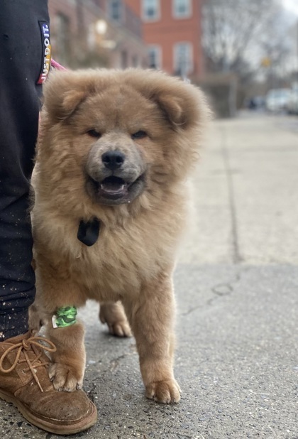 Petfinder 2024 chow chow