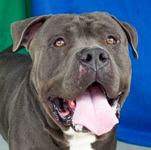 A5606728 Smokey is a gentle giant Hes charming and affectionate This loverboy will light up your