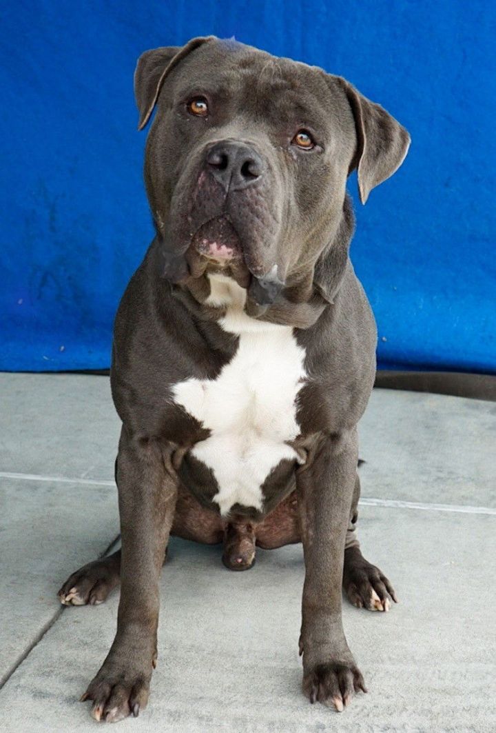 American staffordshire store terrier mastiff mix