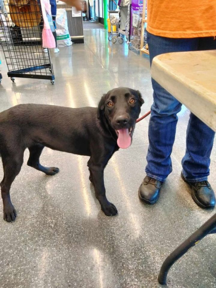 Dog for adoption Lizzy a Labrador Retriever Mix in La Crosse