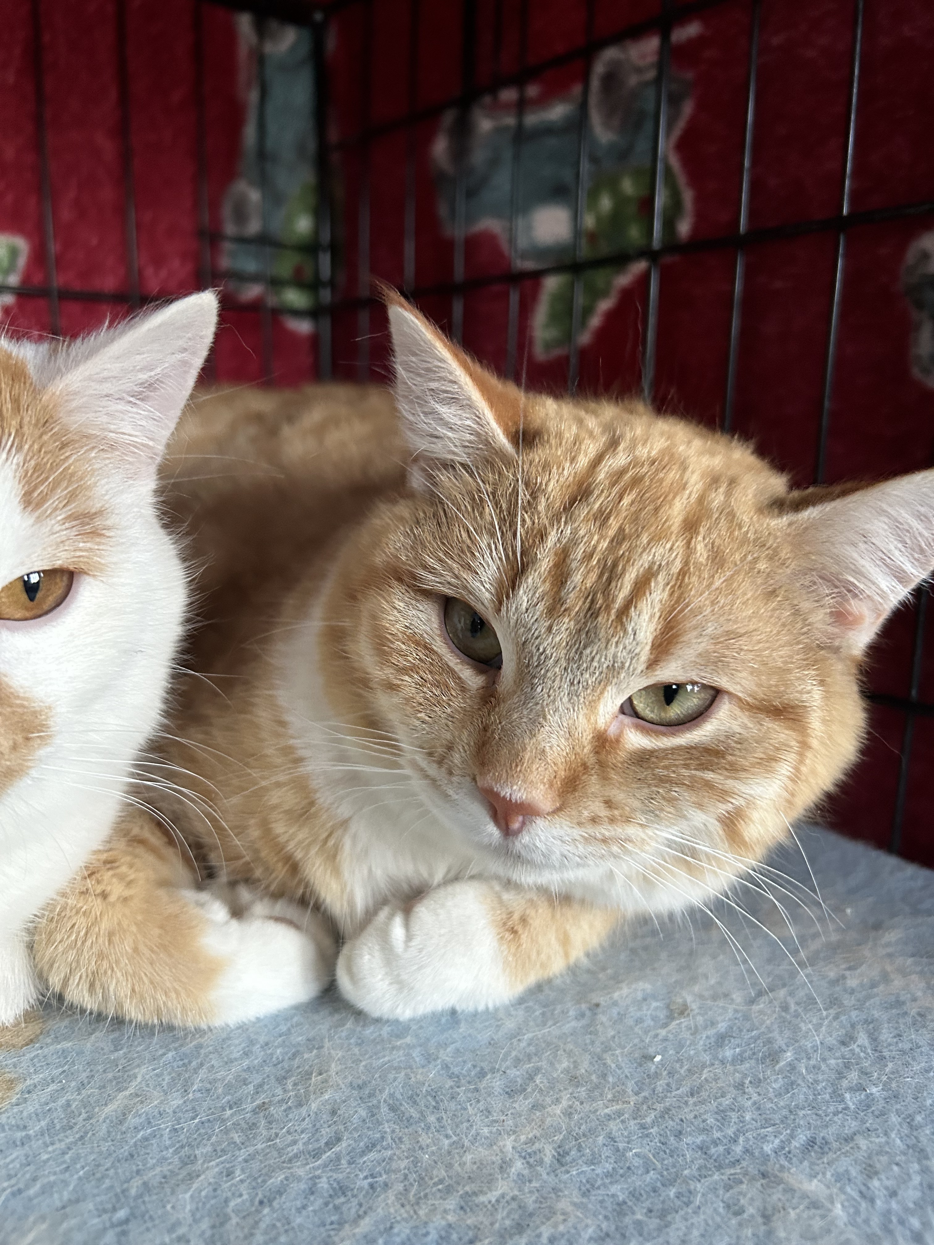 Sardine, an adoptable Domestic Short Hair in Steinbach, MB, R5G 2B2 | Photo Image 1