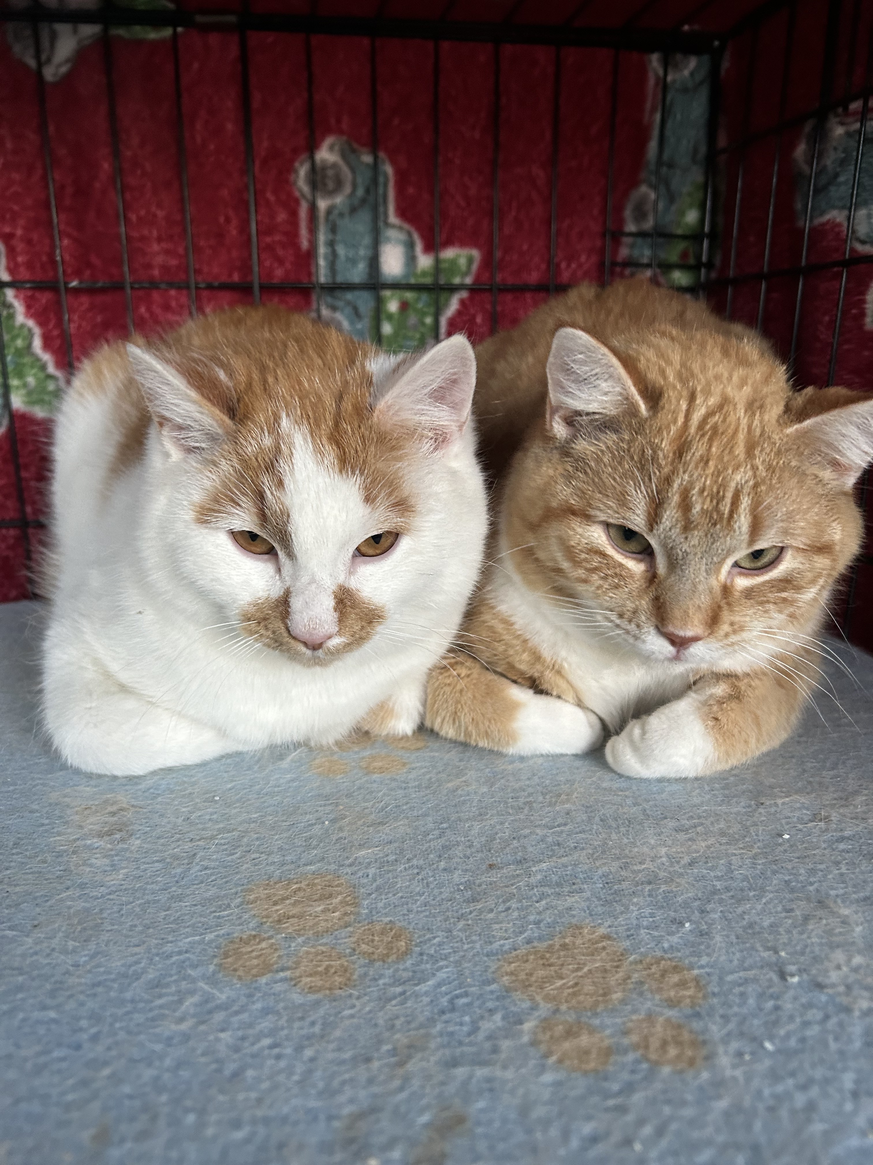 Sardine, an adoptable Domestic Short Hair in Steinbach, MB, R5G 2B2 | Photo Image 3