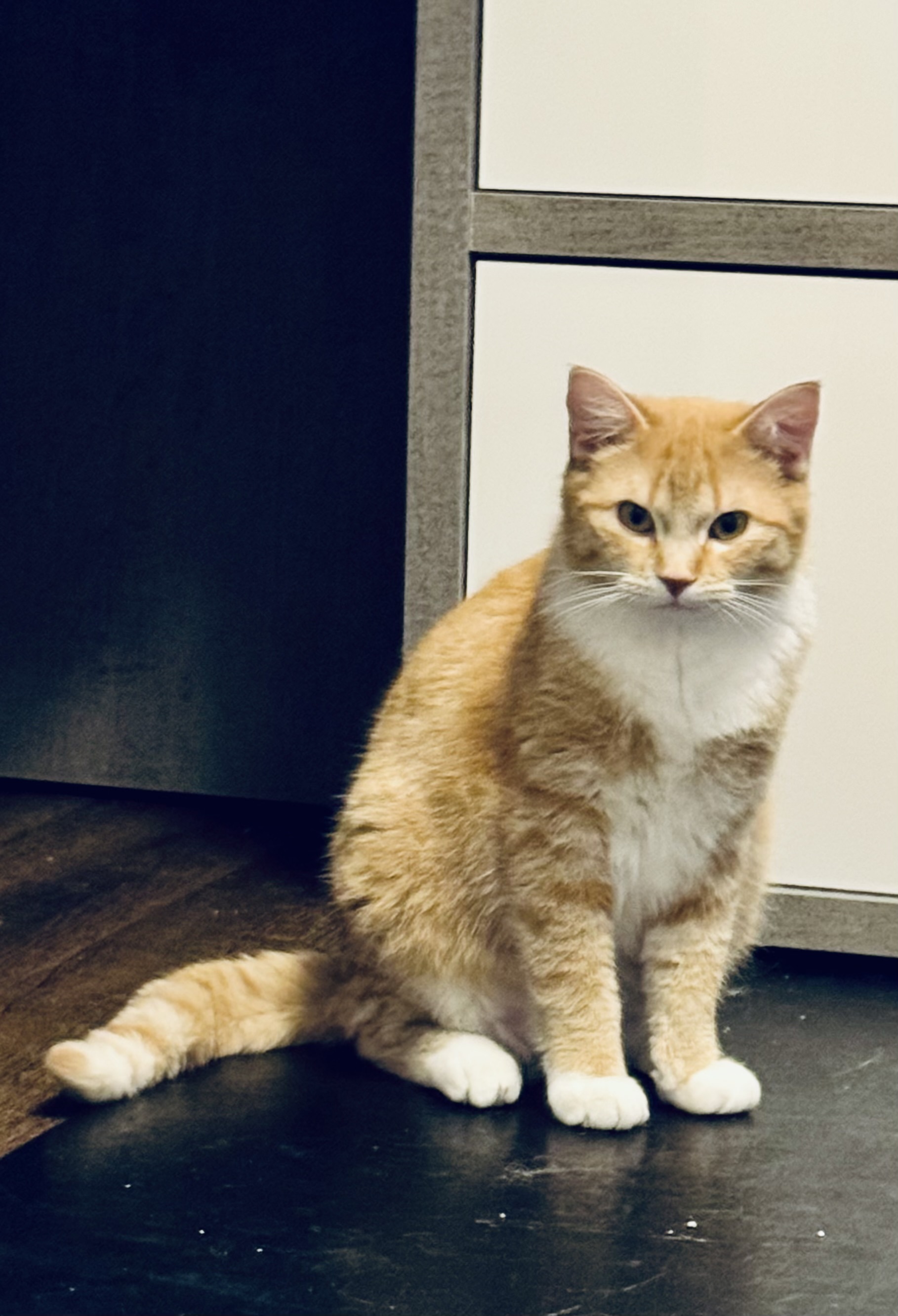 Sardine, an adoptable Domestic Short Hair in Steinbach, MB, R5G 2B2 | Photo Image 4