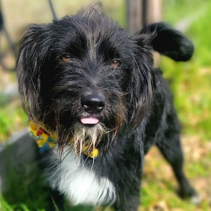 Petfinder bearded sale collie