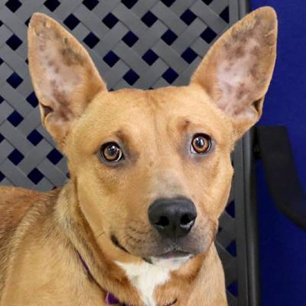 Kiara, an adoptable Pit Bull Terrier, Basenji in Fort Davis, TX, 79734 | Photo Image 1