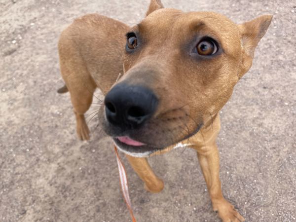 Kiara, an adoptable Pit Bull Terrier, Basenji in Fort Davis, TX, 79734 | Photo Image 2