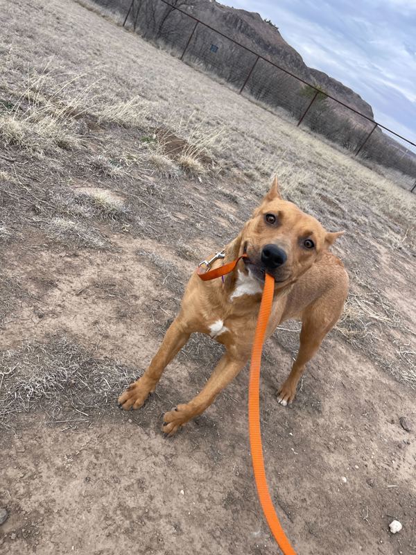 Kiara, an adoptable Pit Bull Terrier, Basenji in Fort Davis, TX, 79734 | Photo Image 3
