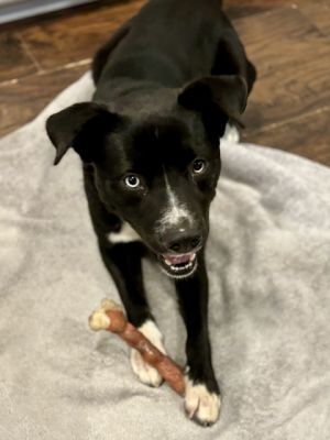 Lazarus, Adult Male Labrador Retriever