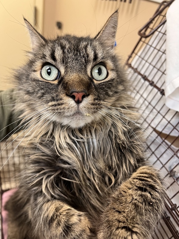 Mr. Jinx, an adoptable Domestic Short Hair in Spokane Valley, WA, 99212 | Photo Image 1