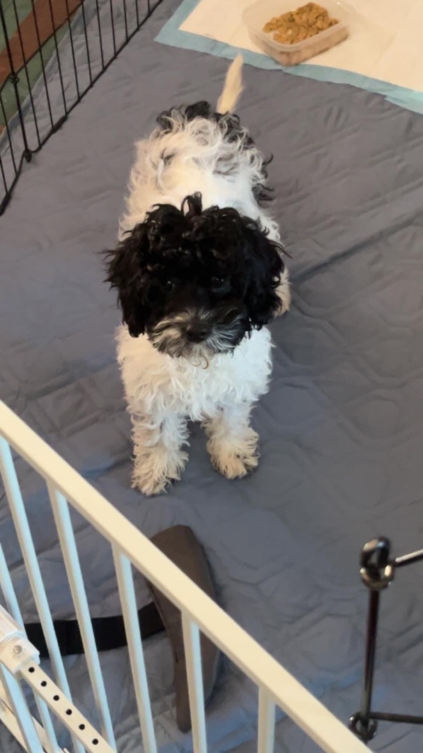 Petfinder cavapoo deals