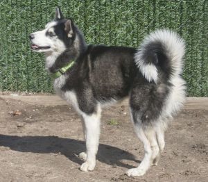 Meet Kobe He is an amazing and unusual boy for his active breed with his quiet gentle personality 