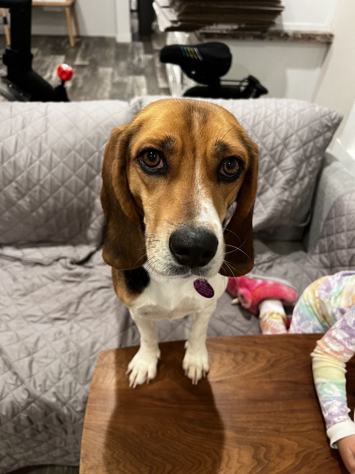 Lone star beagle store rescue