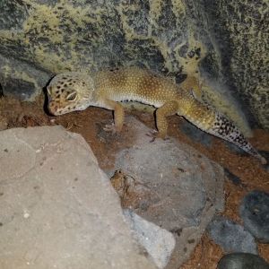 Reptile adoption sale near me