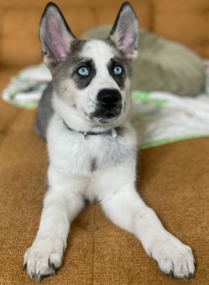 Leica Husky Dog