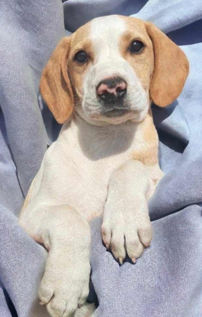 Estelle, an adoptable Hound, Australian Cattle Dog / Blue Heeler in El Dorado, AR, 71730 | Photo Image 1