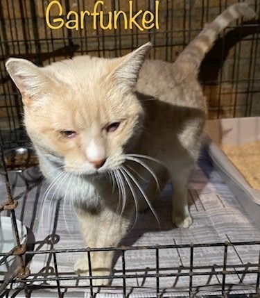 Garfunkel, an adoptable Domestic Short Hair in El Dorado, AR, 71730 | Photo Image 1