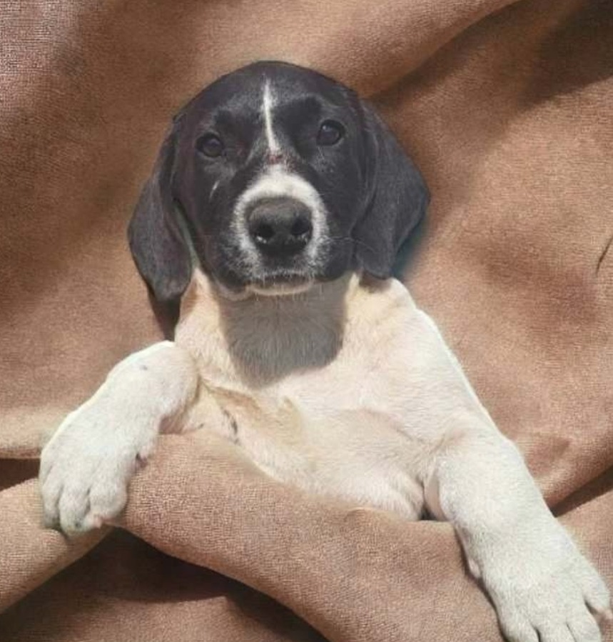 Velma, an adoptable Hound, Australian Cattle Dog / Blue Heeler in El Dorado, AR, 71730 | Photo Image 1