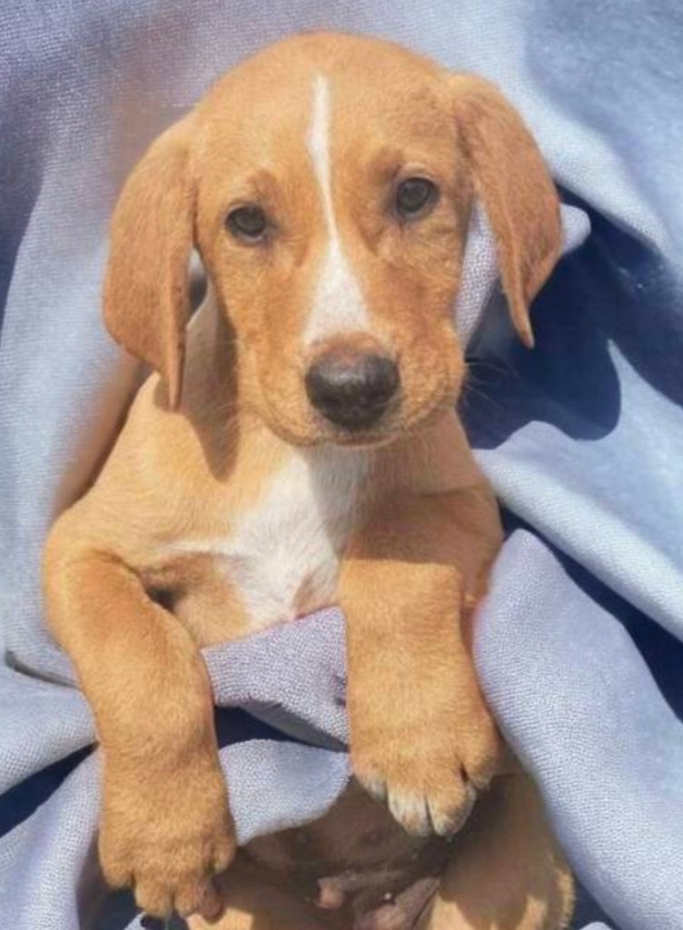Rudy, an adoptable Hound, Australian Cattle Dog / Blue Heeler in El Dorado, AR, 71730 | Photo Image 1
