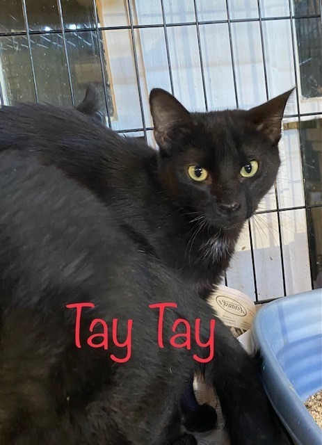 TayTay Anderson, an adoptable Domestic Short Hair in El Dorado, AR, 71730 | Photo Image 1