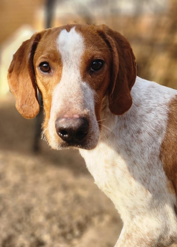 Harriet, an adoptable Hound, Australian Cattle Dog / Blue Heeler in El Dorado, AR, 71730 | Photo Image 1