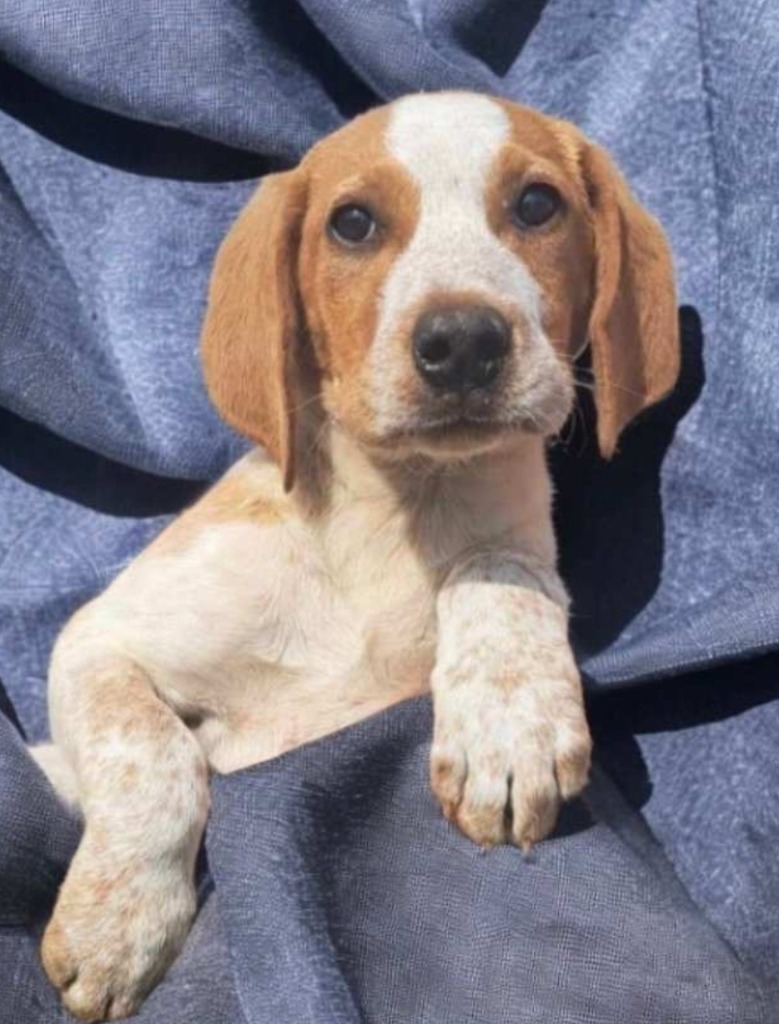 Harriet, an adoptable Hound, Australian Cattle Dog / Blue Heeler in El Dorado, AR, 71730 | Photo Image 2