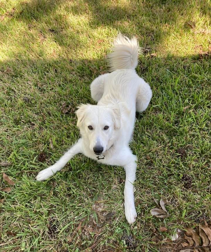 Charlie Handsome SAT