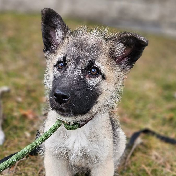 Keeshond shepherd 2024