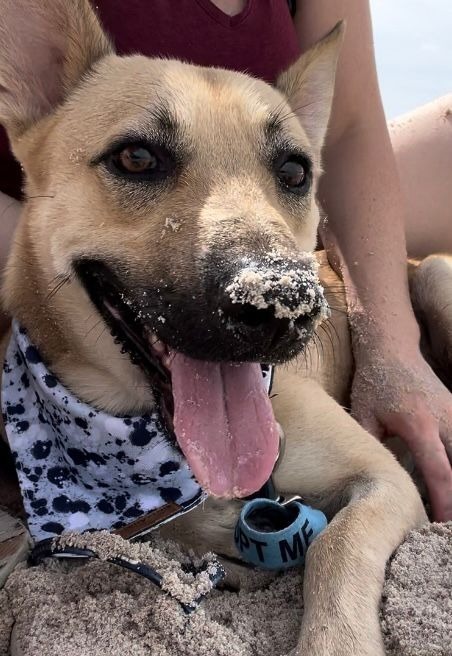 Joker, an adoptable Mixed Breed in San Juan de Abajo, NAY, 63732 | Photo Image 4