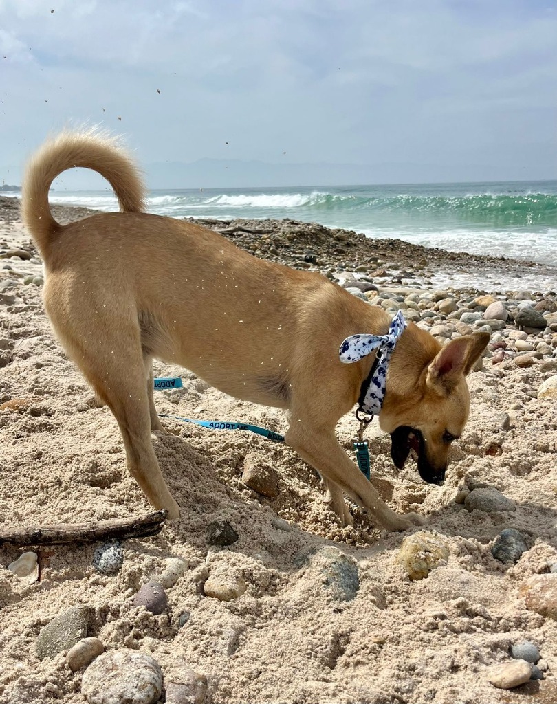 Joker, an adoptable Mixed Breed in San Juan de Abajo, NAY, 63732 | Photo Image 5