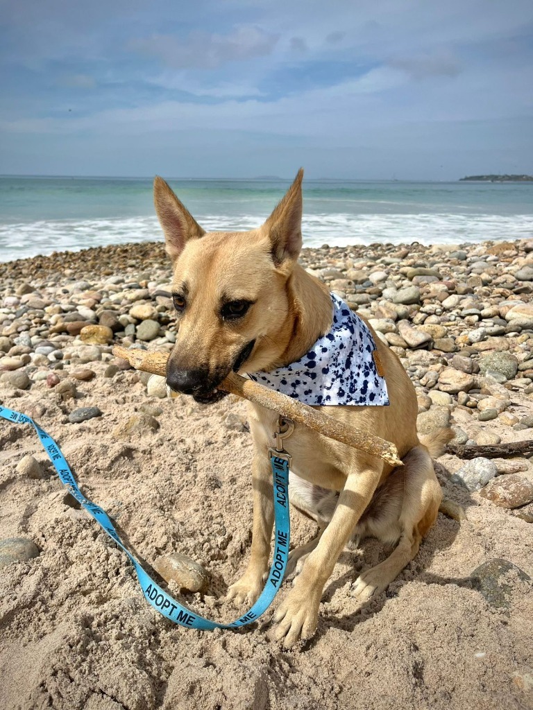 Joker, an adoptable Mixed Breed in San Juan de Abajo, NAY, 63732 | Photo Image 6