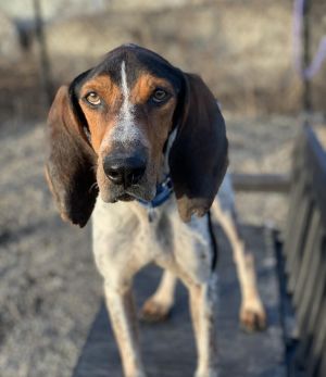 Windsor - Foster-to-Adopt Coonhound Dog