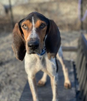 Windsor Coonhound Dog