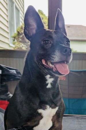 Miss Brownie, Adult Female unknown