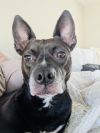 Miss Brownie photo 3