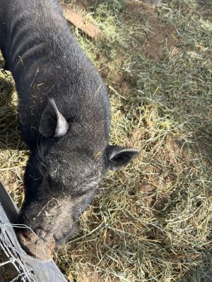 Winston, Adult Male Pig