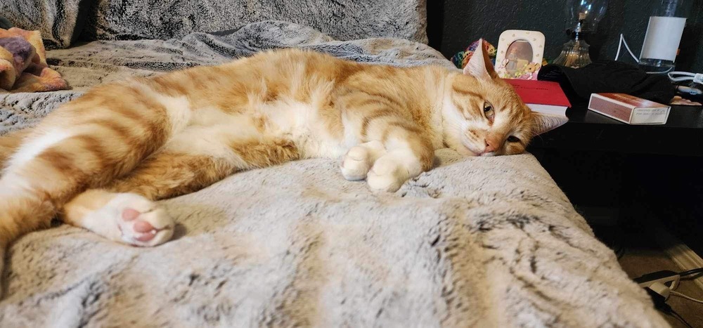 Milo, an adoptable Domestic Short Hair in Shawnee, OK, 74804 | Photo Image 2